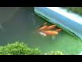 Our Gold Fish