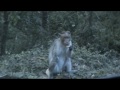 monkey show - perigal kuthu