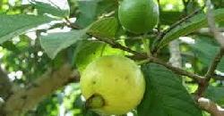 Guava Tree Cultivation Tips