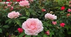 Easy Tips For Growing Roses