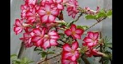 Adenium Plants Care Tips