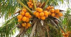 Coconut Cultivation Tips