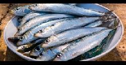 Sardines Health Benefits