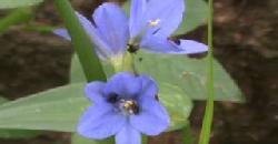 Insects In Flowers