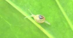 Snail go with slow speed on green leaf 