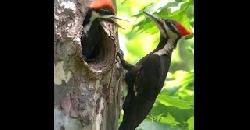 Woodpecker Bird in Kerala 