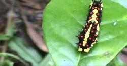 Beautiful Caterpillar In My Garden