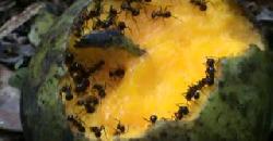 Back Ants Eating Moovandan Mango