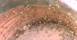 Ants Moving Their Eggs After The Nest Is Exposed