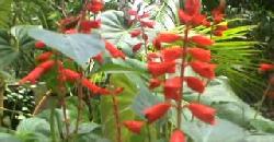  How To Grow Salvia Spenders, Beautiful Garden Plant