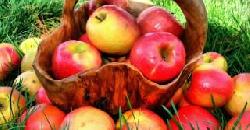 Health Benefits of Apple