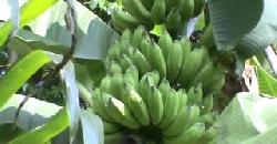 Tips for Banana Cultivation