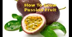 à´ªà´¾à´·àµ» à´«àµà´°àµ‚à´Ÿàµà´Ÿàµ How To Grow Passion Fruit 