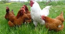 à´•àµ‹à´´à´¿ à´µà´³àµ¼à´¤àµà´¤à´¾à´‚ How To Raising Chickens At Home in Malayalam 