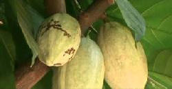 à´•àµŠà´•àµà´•àµ‹ Coco Fruit Use To Make Chocolate 