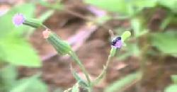 à´®àµà´¯àµ½ à´šàµ†à´µà´¿à´¯àµ» | Muyal Cheviyan Medicinal Plant 