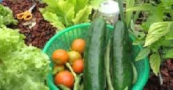 à´…à´•àµà´µà´¾à´ªàµ‹à´¨à´¿à´•àµà´¸àµ à´•àµƒà´·à´¿ à´°àµ€à´¤à´¿ Aquaponics Organic Farming