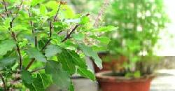 Health Benefits and Medicinal Uses of Tulsi Basil | Ocimum tenuiflorum 