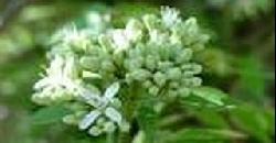 Pretty Blooms From My Curry Leaves Plant 