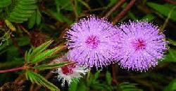 Herbal Plant Thottavadi Uses 