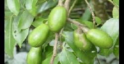  Ambazham | Wild Mango | Spondias pinnata 