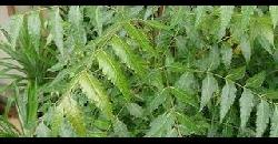 Neem Ayurvedic Home Remedies Ariveppu 