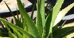 à´•à´±àµà´±à´¾à´°àµâ€ à´µà´¾à´´à´¯àµà´Ÿàµ† à´†à´°àµ‹à´—àµà´¯à´®àµ‡à´¨àµà´®à´•à´³àµâ€ Health Benefits Aloe Vera