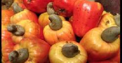 Cashew Fruit à´•à´¶àµà´®à´¾à´™àµà´™à´¯àµà´Ÿàµ† à´†à´°àµ‹à´—àµà´¯ à´—àµà´£à´™àµà´™àµ¾ à´¨à´¿à´™àµà´™àµ¾à´•àµà´•à´