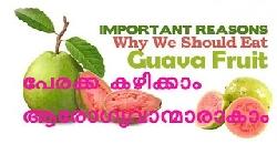 à´ªàµ‡à´°à´•àµà´• à´•à´´à´¿à´•àµà´•à´¾à´‚ à´†à´°àµ‹à´—àµà´¯à´µà´¾à´¨àµà´®à´¾à´°à´¾à´•à´¾à´‚ Health Benefits of Guava