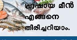 à´«àµà´°à´·à´¾à´¯ à´®àµ€àµ» à´Žà´™àµà´™à´¨àµ† à´¤à´¿à´°à´¿à´šàµà´šà´±à´¿à´¯à´¾à´‚ How to Buy Fresh Fish