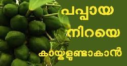 à´†à´°àµ‹à´—àµà´¯à´µàµà´‚ à´µà´°àµà´®à´¾à´¨à´µàµà´‚ à´¤à´°àµà´‚ à´ªà´ªàµà´ªà´¾à´¯ à´µàµ€à´Ÿàµà´Ÿà´¿àµ½ à´µà´³àµ¼à