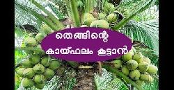 à´¤àµ†à´™àµà´™à´¿à´¨àµà´±àµ† à´•à´¾à´¯àµà´«à´²à´‚ à´•àµ‚à´Ÿàµà´Ÿà´¾àµ» Coconut Cultivation 