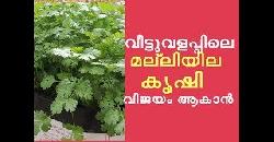 à´®à´²àµà´²à´¿à´¯à´¿à´² à´•àµƒà´·à´¿ à´¨à´¨àµà´¨à´¾à´µà´¾à´¨àµâ€ à´šà´¿à´² à´…à´±à´¿à´µàµà´•à´³àµâ€ How to grow c